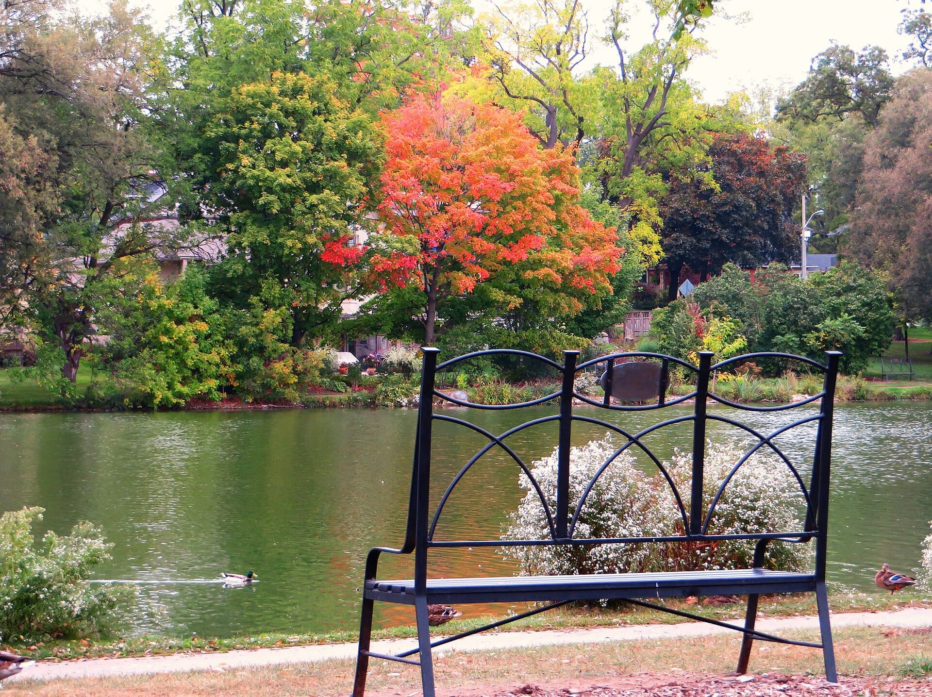 Autumn colours over the Avon River in Stratford, with a riverside bench and ducks on the calm water